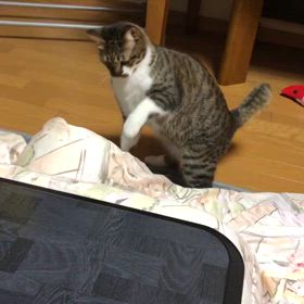 木曜日ジム休館日これにて解決4件。あれ？いないにゃ？の画像