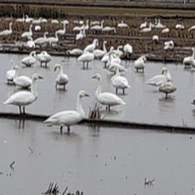 白鳥飛来♪の画像