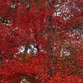 未来に残したいの画像