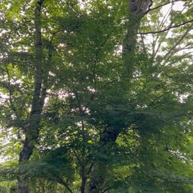 何種類いるのかしら？それともいろいろ、鳴き分けてるの？の画像