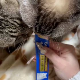 おけましておめでとうございますの画像