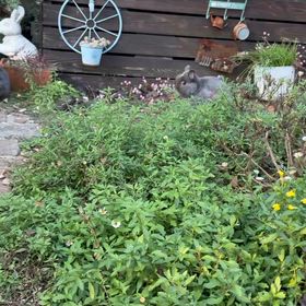 おっかけっこの画像