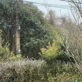 私のところにも雪が降りましたがの画像