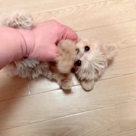 ❤️決まりました❤️鯛くん❤️の画像