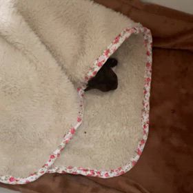 ブラウンとブラックの姉妹　7日目の画像