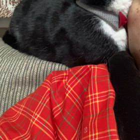 ぴたーっの画像