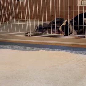漢方薬が効いている【保護犬　ボストンテリア】それとも治る時期だった？？？の画像