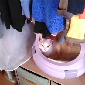 自らキャリアーにの画像