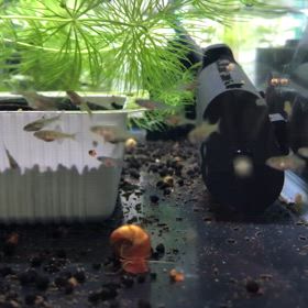 たなごの人工授精の画像