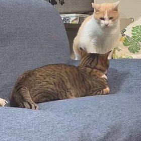 きなことミントの画像