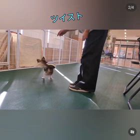 ちゃいころ。わんこクラス(▼・ᴥ・▼)　の画像