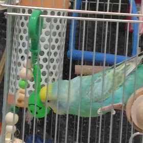 新しいオモチャに夢中の画像