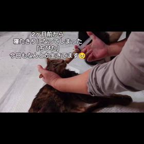 ちびたの事の画像