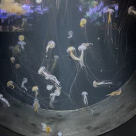 偉さ　についての画像