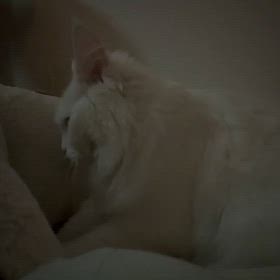 作業中にゃの画像