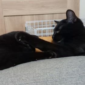 今日のネコの画像