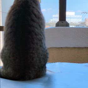 鼻をクンクンしながらニャンルックの画像