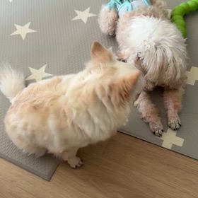 べっちテラサクの画像