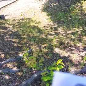 わーい♪の画像