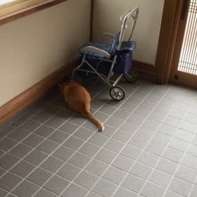 2024/04/27今週のハナの画像