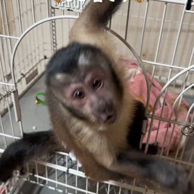 フサオマキザル仲間入りの画像