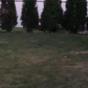 ニューヨークのホタルの画像