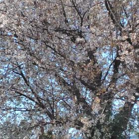 見納め？の画像