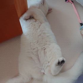 無防備  (*´艸｀*)の画像