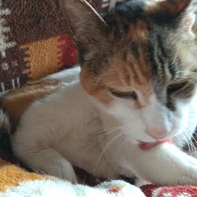 一人だということの画像