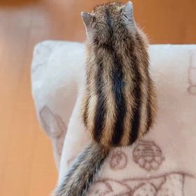 しまりすページ リスのパンケーキ