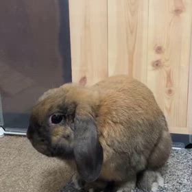 立ち止まるウサギさんの画像