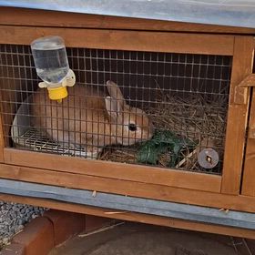 我が家のグルメくんの画像