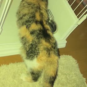 後ろからの画像