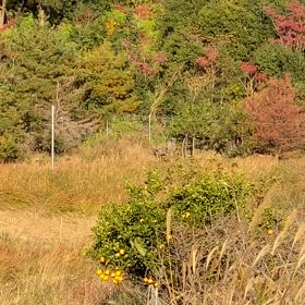 ライフルなら面白そうの画像