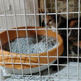 猫達の世界の画像