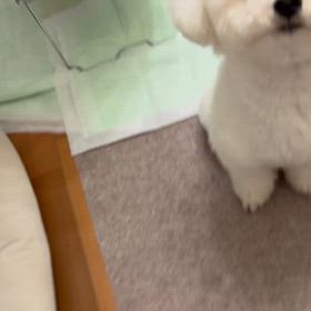 今日のニコ♪【動画】の画像