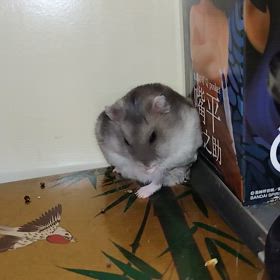 たまたま？の画像