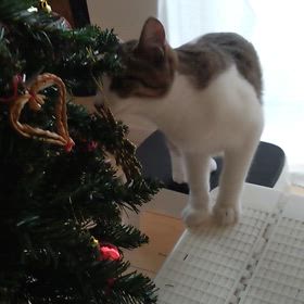 ネコを迎えて4ヶ月 | 遠方からディズニー愛を叫ぶ人〜たまに猫ちゃん