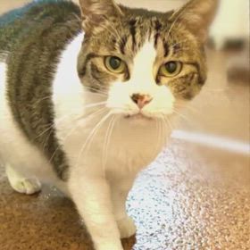 アパツ猫♡の画像