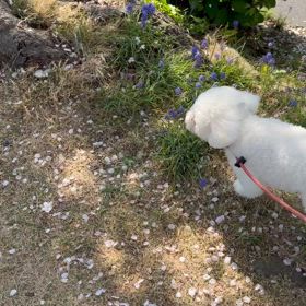 桜吹雪とニコ♪動画の画像