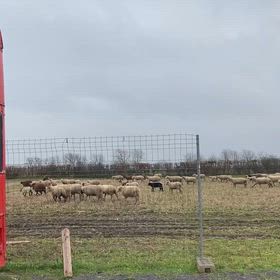 近所のお店の裏で羊の放牧の画像