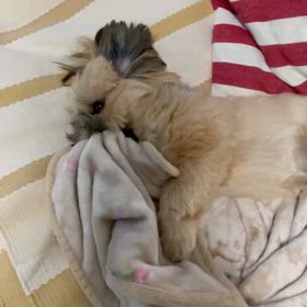 わたしの前世は❓の画像