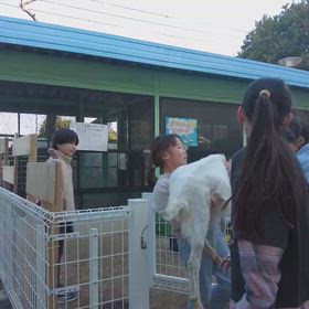 小学校へのヤギ飼育授業の画像