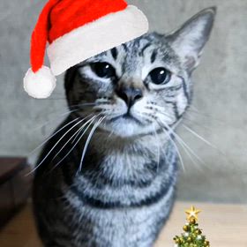 メリークリスマスの画像