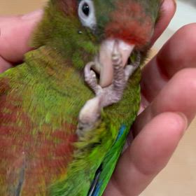 むむむ〜ブログって難しいなの画像