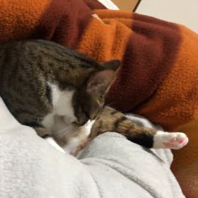 またまたまた身動きが取れずに寝たよーの画像