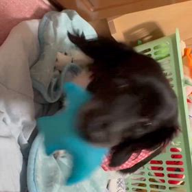 おもちゃ貰った！の画像