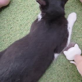 ROS1 楽しかった日の2日後の画像