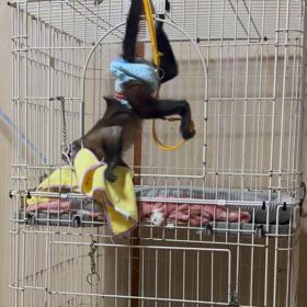 フサオマキザルの画像