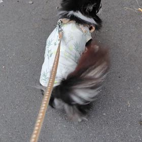 続・ケリケリの画像